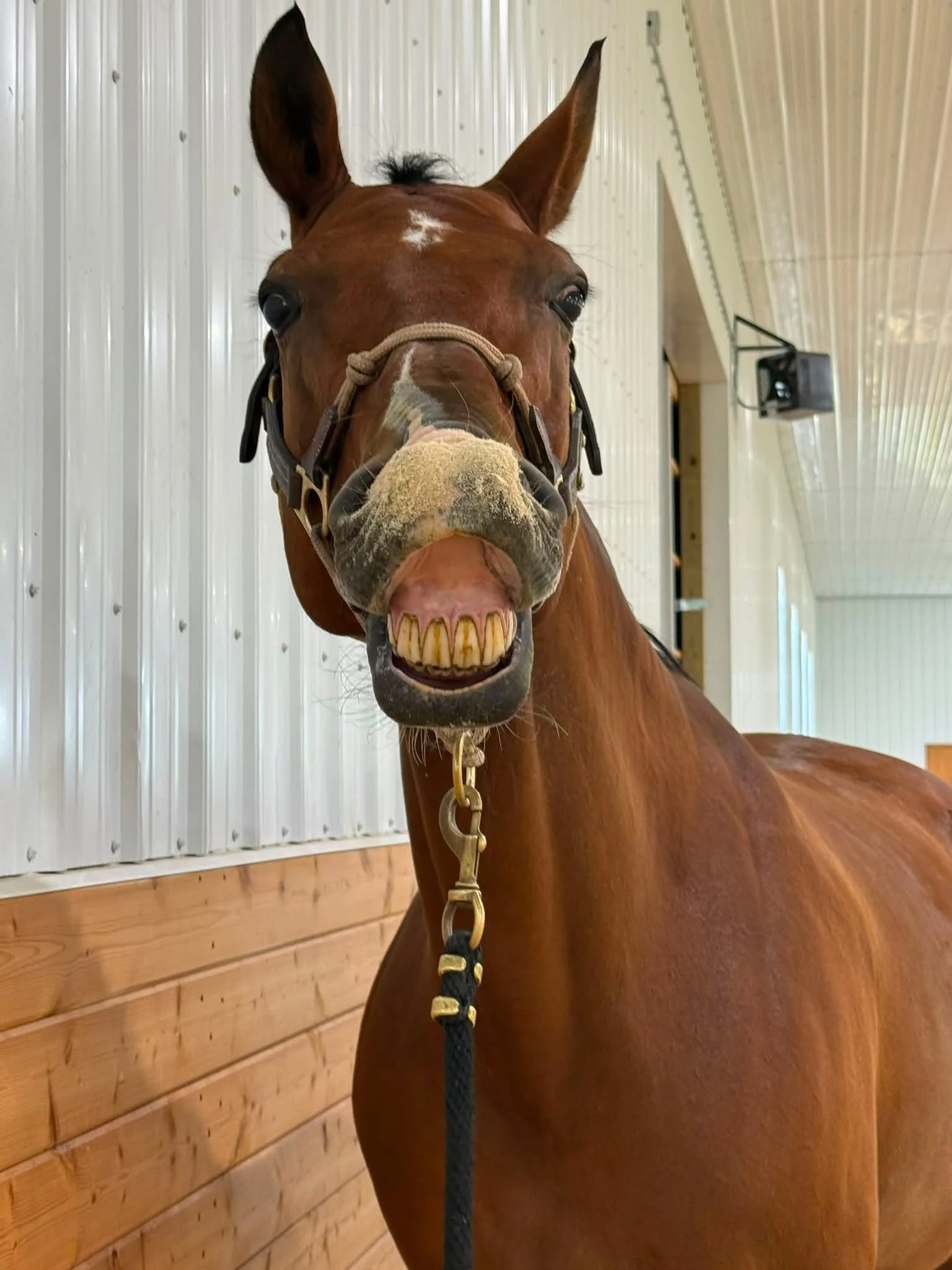 Oh Quentin 😂 on the weekends we make it a point to play around, do groundwork, raised poles, and some PEMF and stretches. But clearly, nothing can beat stuffing his nose in the footing and getting a deep whiff of god knows what 🤣 🤣