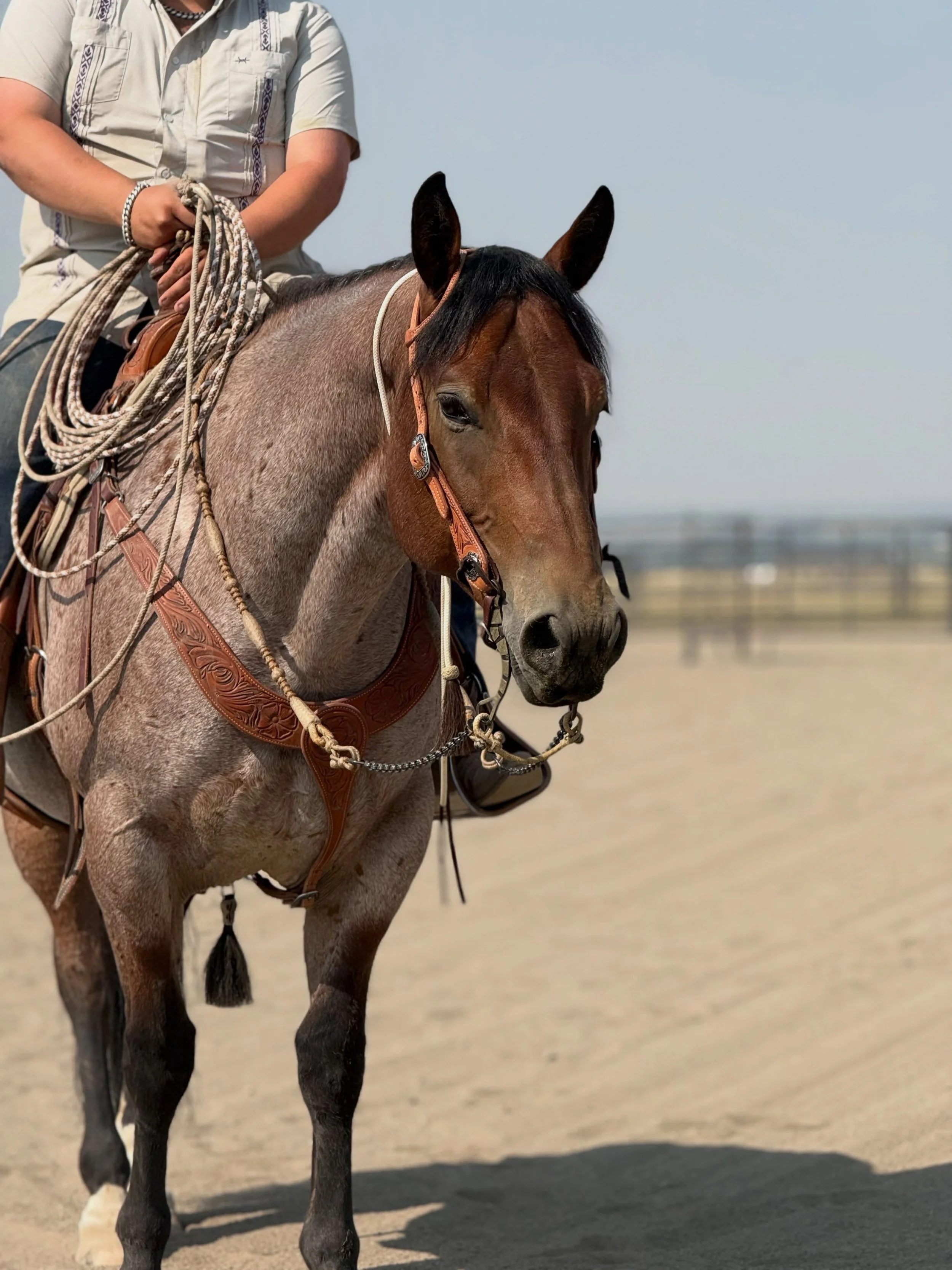 A good horse is a good horse, no matter the color, breeding, or discipline. It&rsquo;s been one of the greatest pleasures of my career to help people find their perfect match&mdash; whether it&rsquo;s for the dressage arena, or beyond. 💜