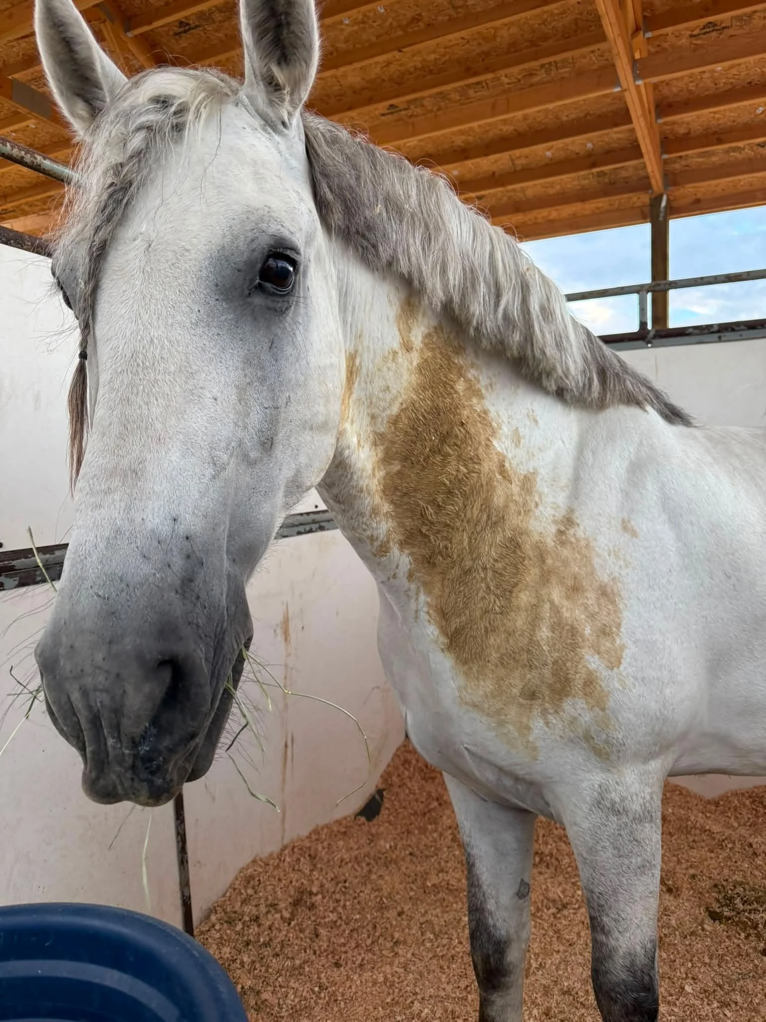 Good morning from the gray horse that was totally clean last night&hellip;&hellip;. 🤣