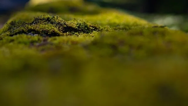 What is Grounding and How Does it Help with Anxiety and Trauma?