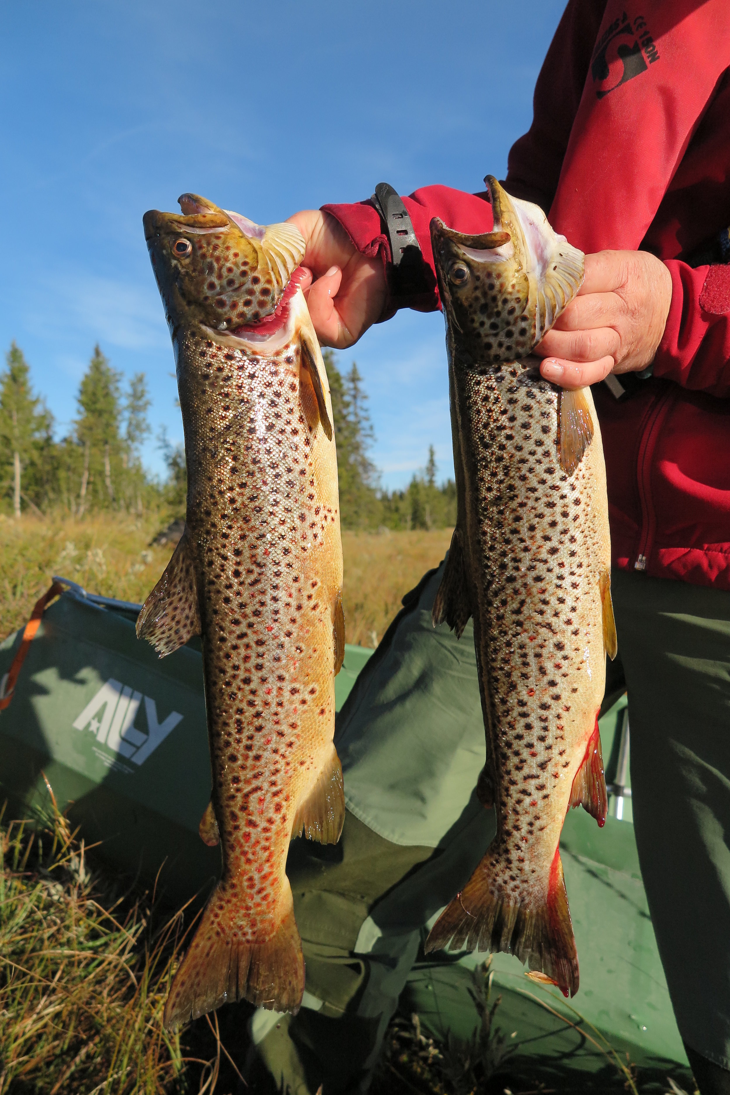 Prøvefiske på Glåmen 2. september 2018