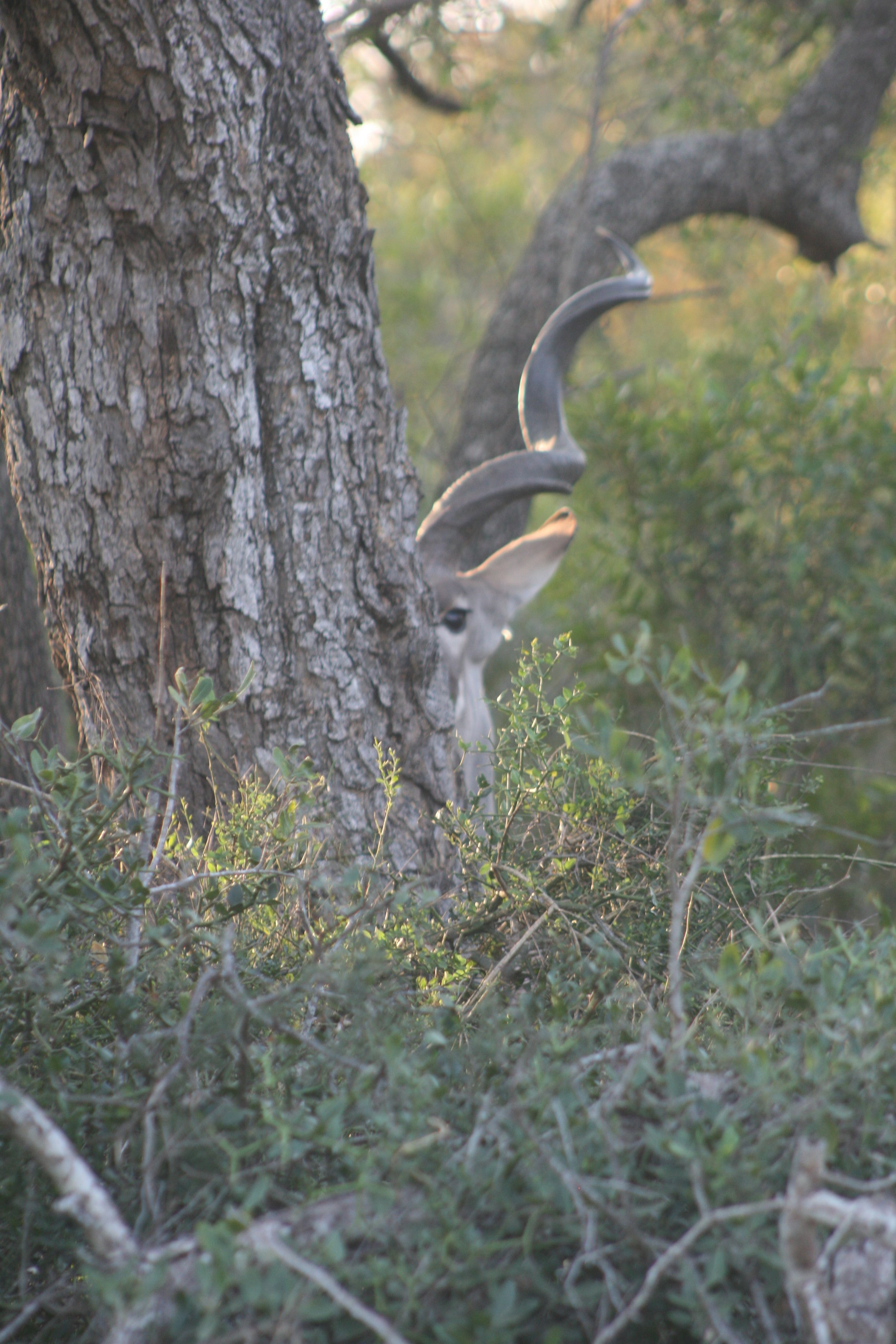 3. kudu peekaboo_yoga wlderness trail_timbavati_wild yoga africa.JPG