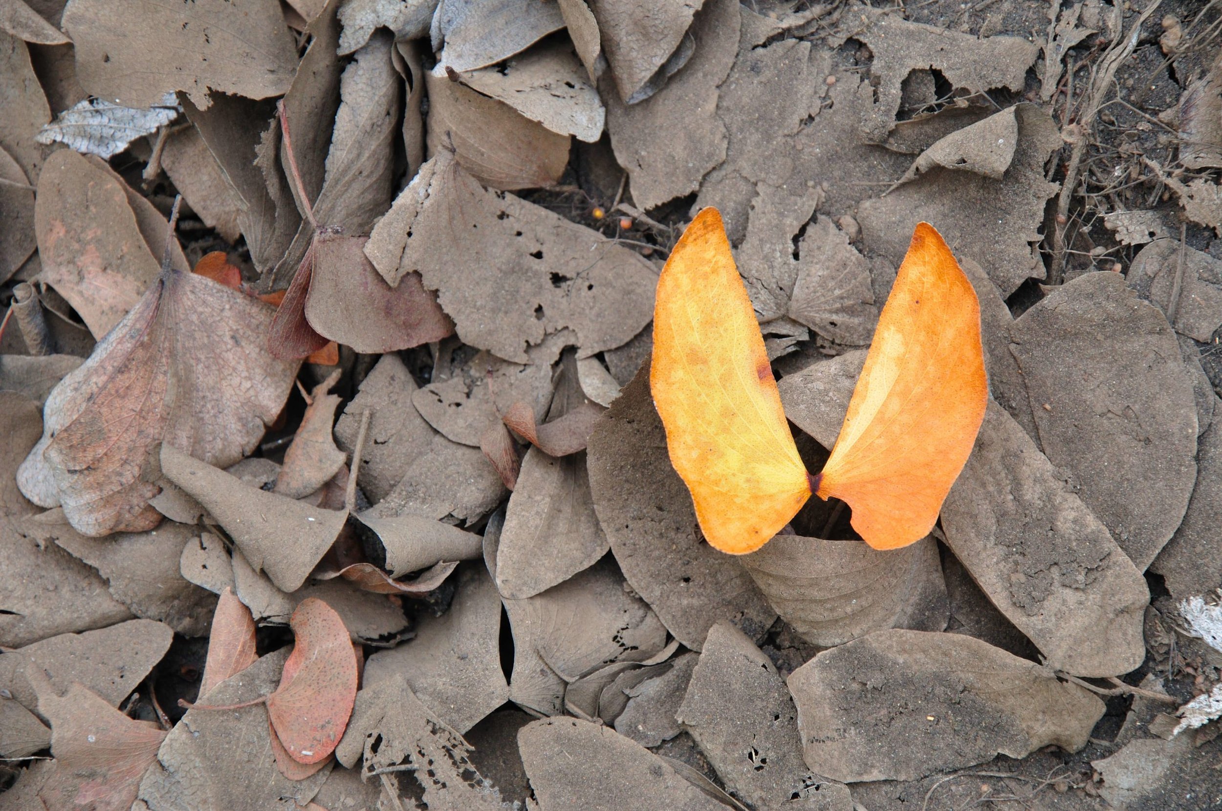 PROFILE_Lowveld-Trails-mopani-leaf.jpg