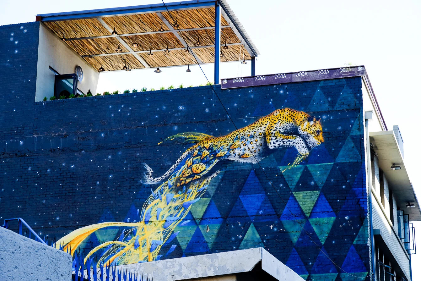 Leaping Leopard of Sonny