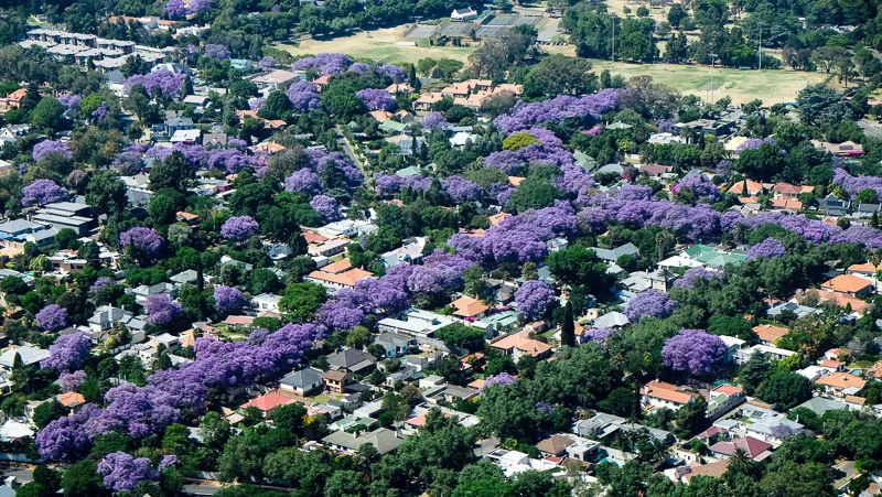 UL/Johannesburg/Jacarandas 1