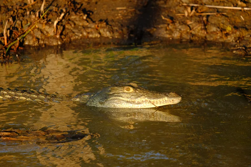WL/Crocodile 1/South Africa