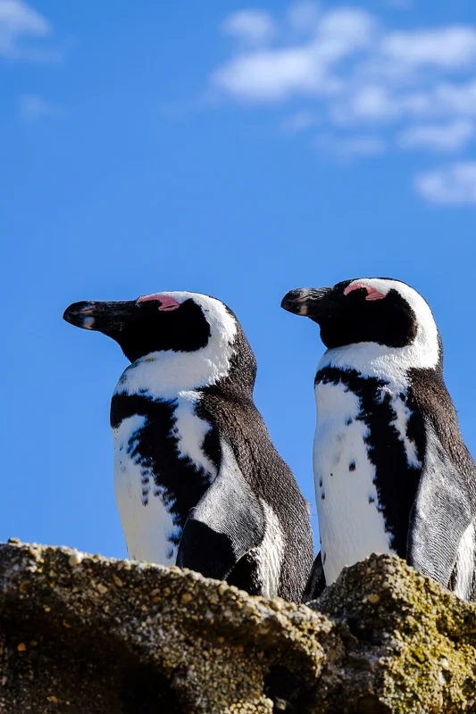 WL/Penguins 1/South Africa