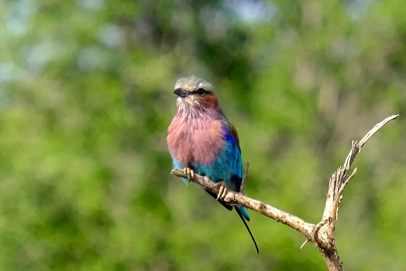 WL/Lilac Brestet Roller 1/South Africa