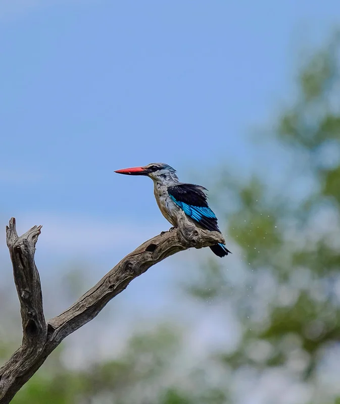 WL/Kingfisher 2/South Africa
