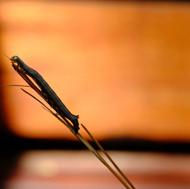 WL/Caterpillar 1/South Africa