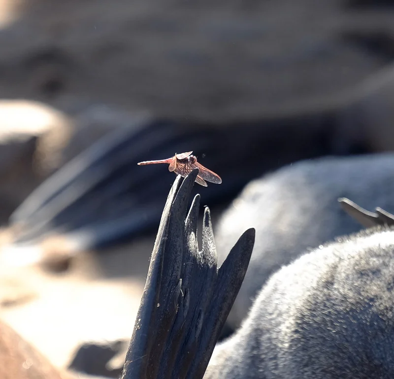 WL/Insect/Seal/Namibia