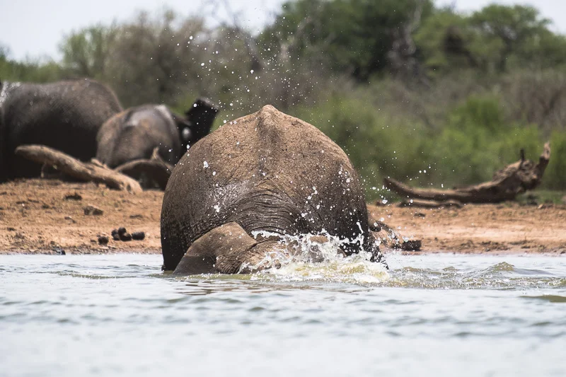 WL/Elephant 2/South Africa