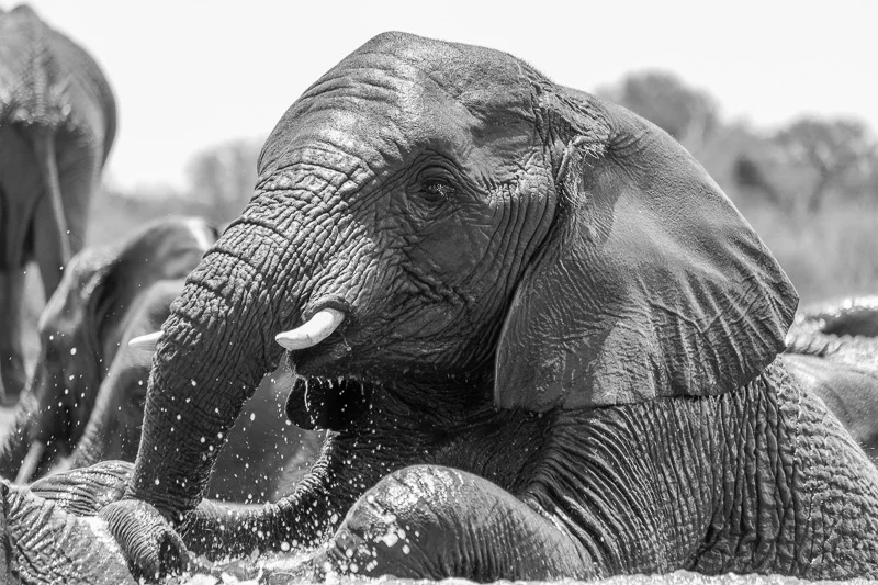 WL/Elephant 5/South Africa