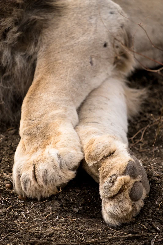 WL/Lion 2/South Africa
