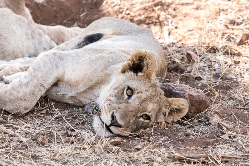 WL/Lion 3/South Africa