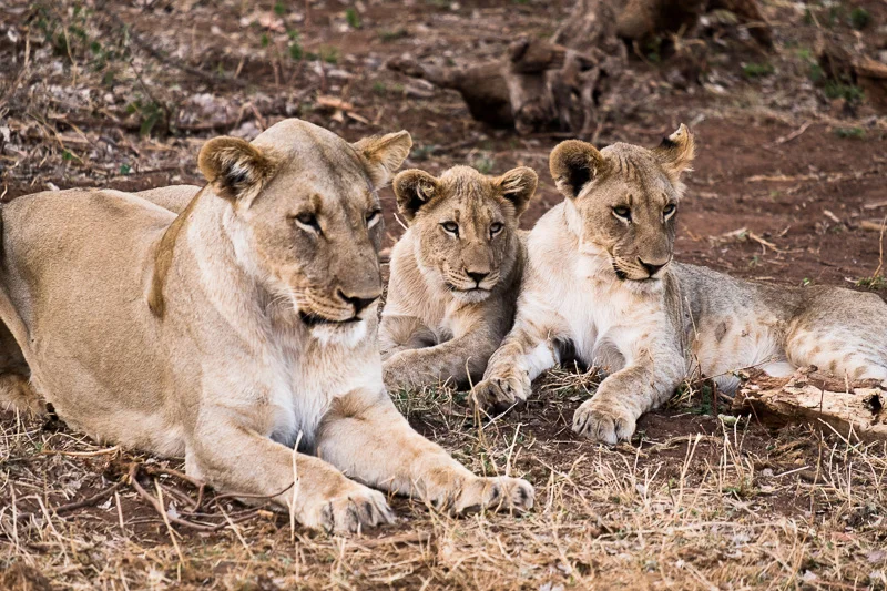WL/Lion 2/South Africa