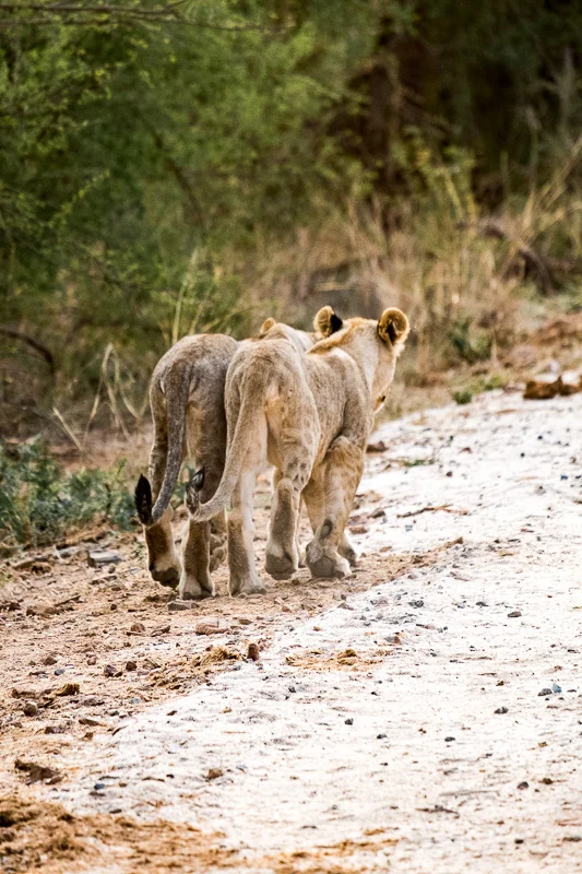 WL/Lions 1/South Africa