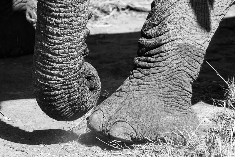 WL/Elephant 7/South Africa