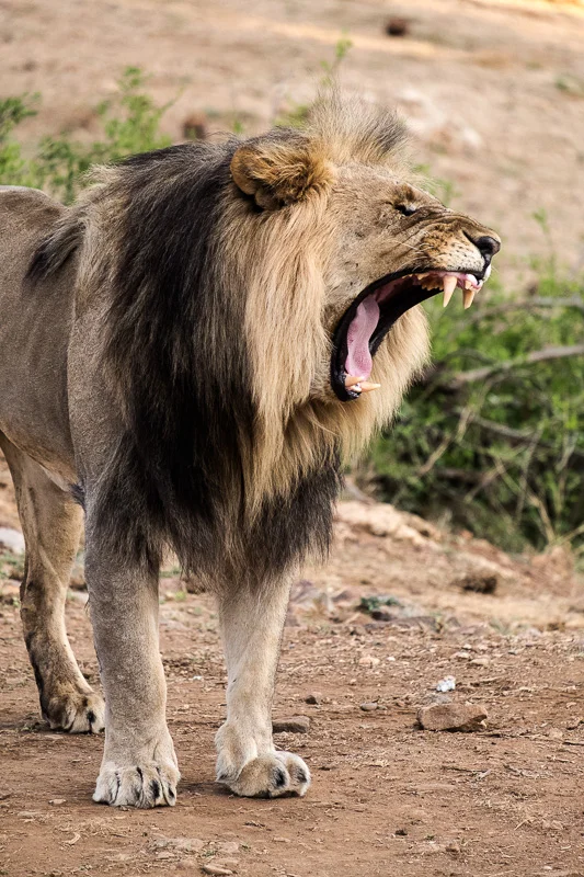WL/Lion 4/South Africa
