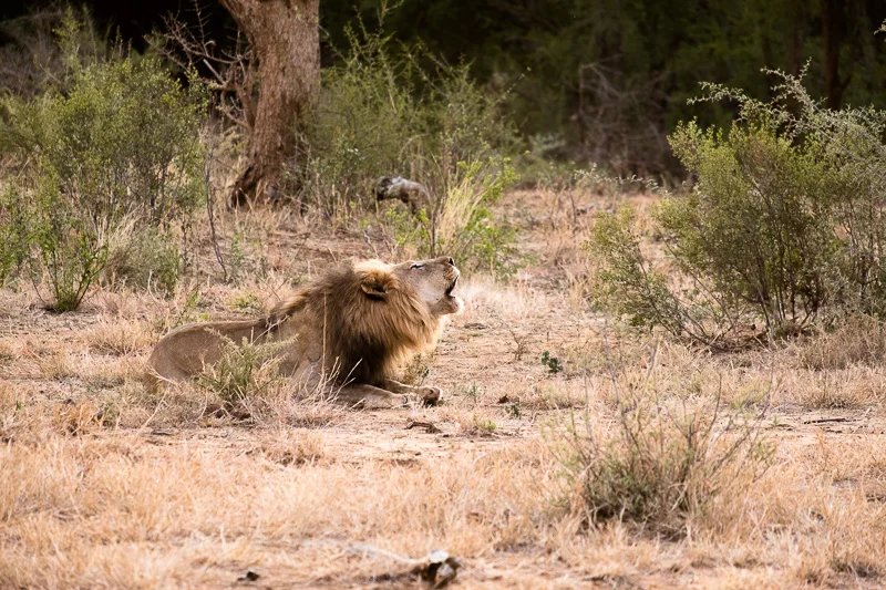 WL/Lion 5/South Africa
