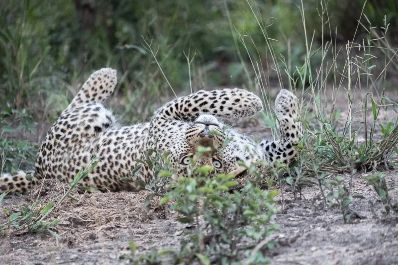 WL/Leopard 2/South Africa