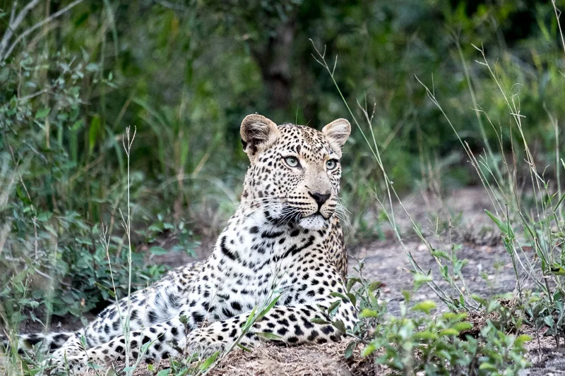 WL/Leopard 1/South Africa
