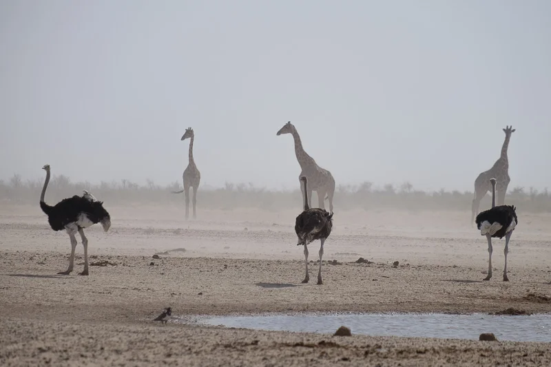 WL/Giraffe/Ostrich/Namibia
