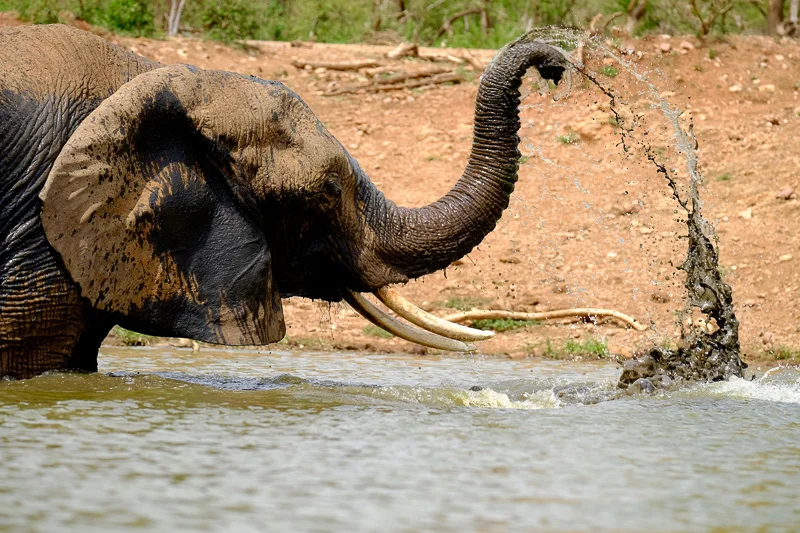 WL/Elephant 3/South Africa
