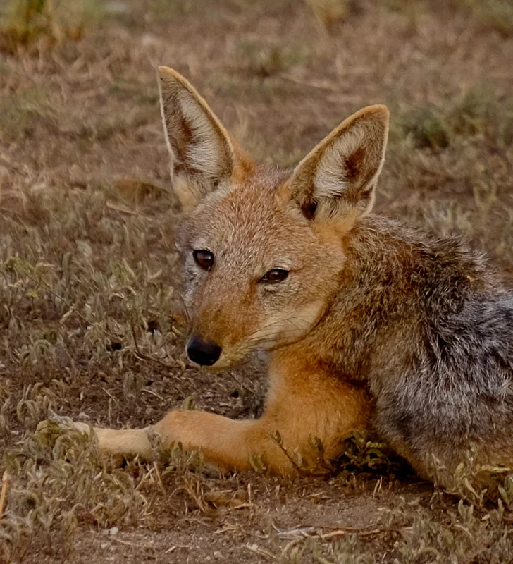 WL/Jackal 1/South Africa