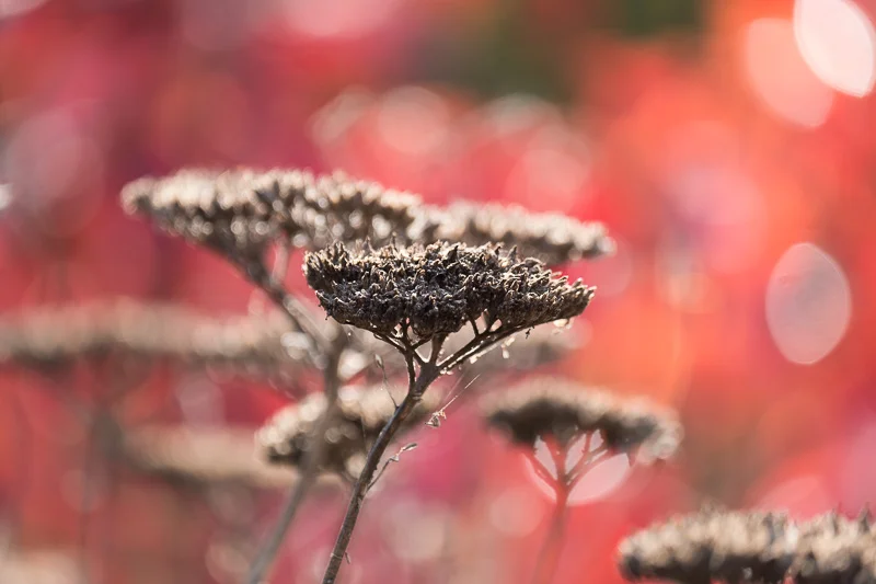 Plants_Abramowsky-40.jpg