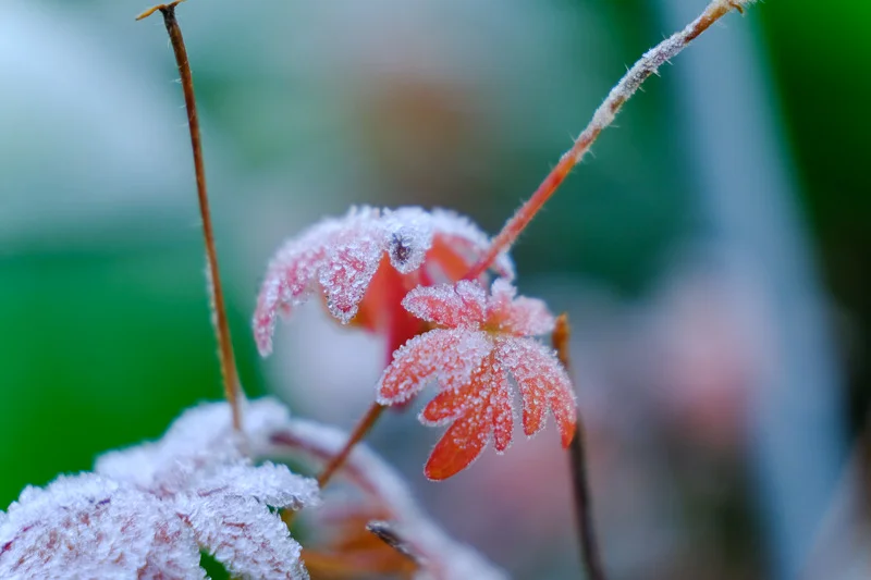 Plants_Abramowsky-42.jpg