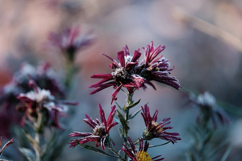 Plants_Abramowsky-35.jpg