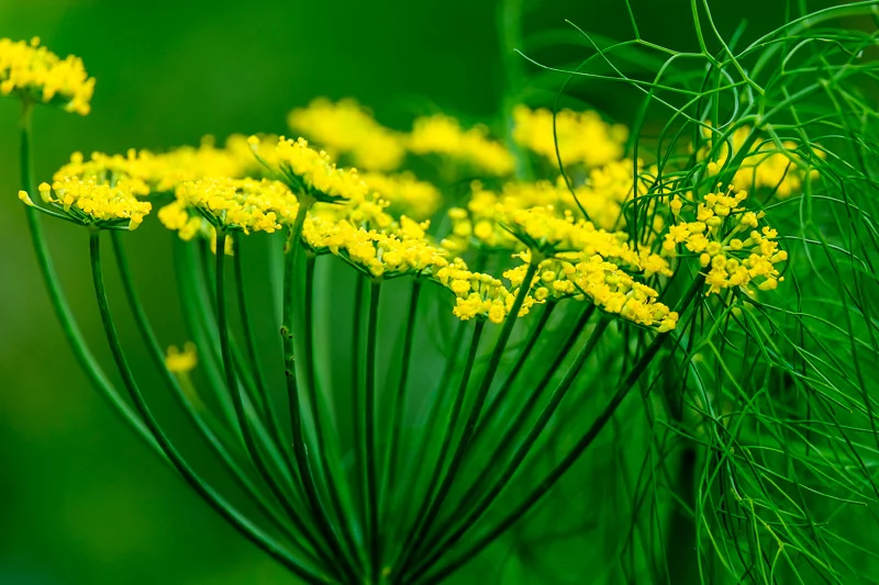 Plants_Abramowsky-29.jpg