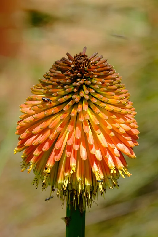 Plants_Abramowsky-26.jpg