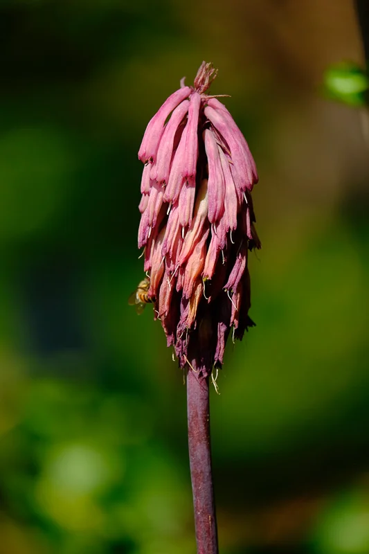 Plants_Abramowsky-23.jpg