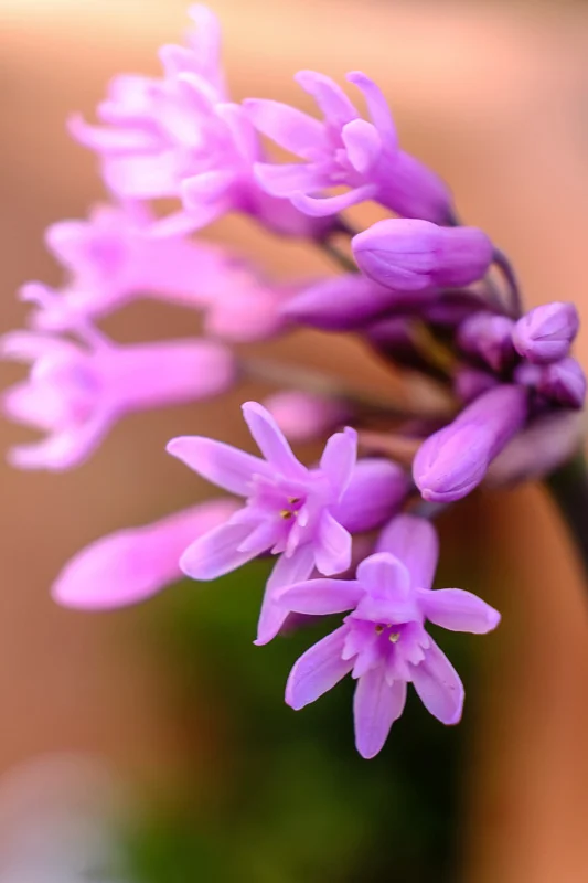 Plants_Abramowsky-14.jpg
