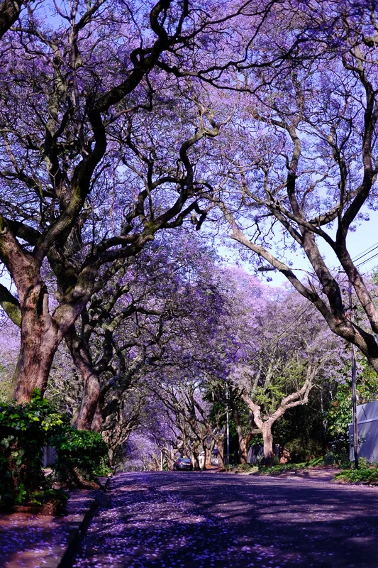 UL/Johannesburg/Jacaranda 3