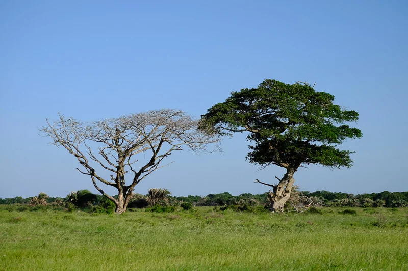 Wildlife_Trees_Abramowsky-2.jpg
