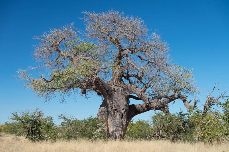 Wildlife_Trees_Abramowsky-11.jpg