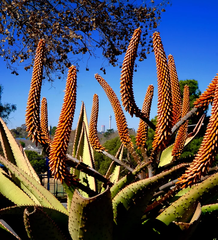 UL/Johannesburg/Cactus Bloom