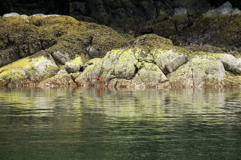 NL/Vancouver Island 20/British Colombia/Canada