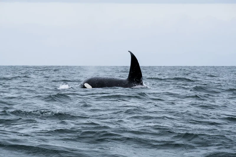 WL/Orca 5/Canada