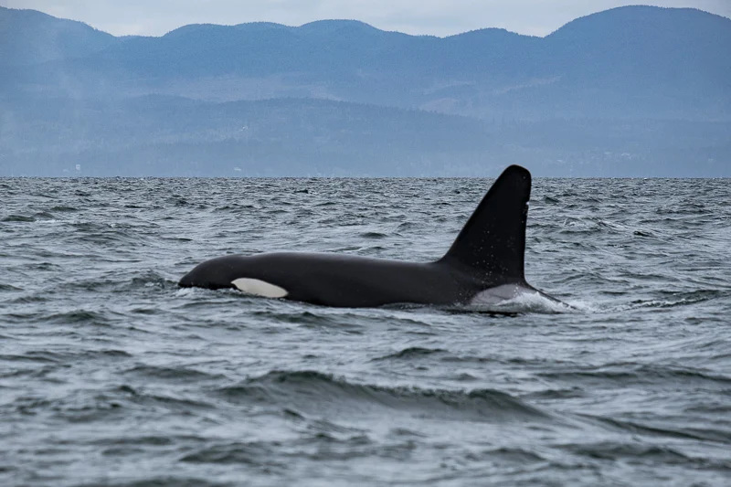 WL/Orca 7/Canada