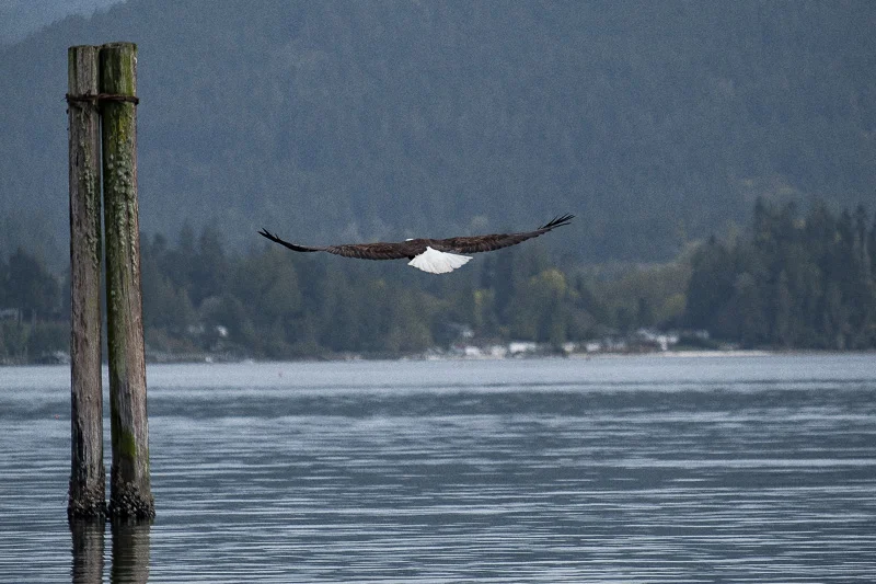 WL/Eagle 3/Canada