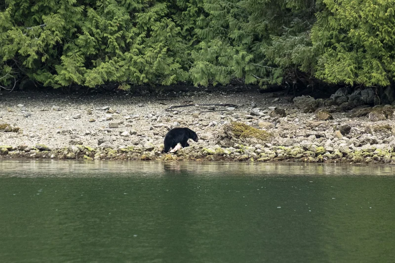 WL/Bear 1/Canada