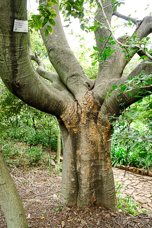 Die Jahre der Verwahrlosung des Parks hat allerdings auch eine große Zahl von interessant gewachsenen Bäumen hinterlassen.