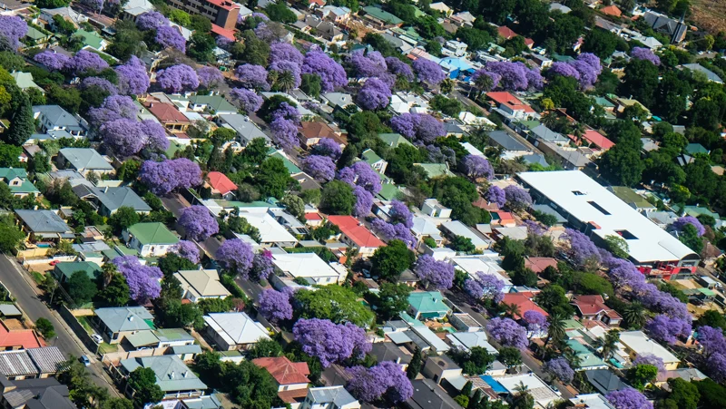 Straßenzüge voller Jacarandas im Süden von Johannesburg