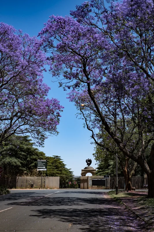 Rückseite des Johannesburg Zoo. Diese Gegend wird vom Red Bus angefahren.