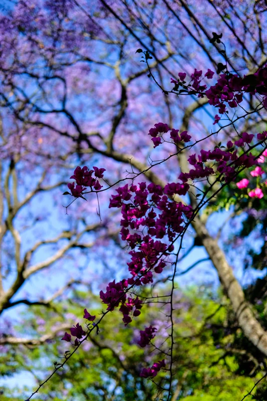 Gleichzeitig mit den Jacarandas blüht auch ein Zierstrauch mit pinkfarbenen Blüten