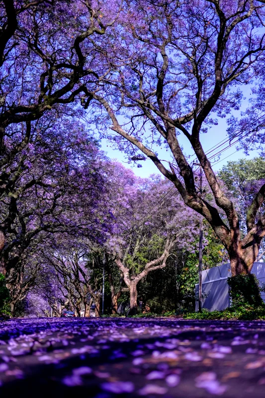 Saxonwold
